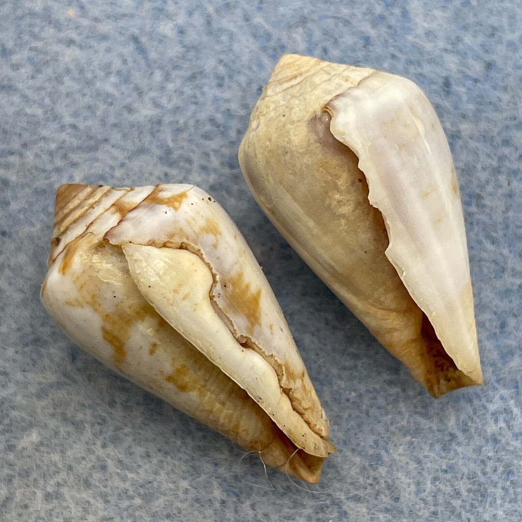 Conus guinaicus 22-23mm F+ (Rough Lips) Baie de l’Étoile, Mauritania