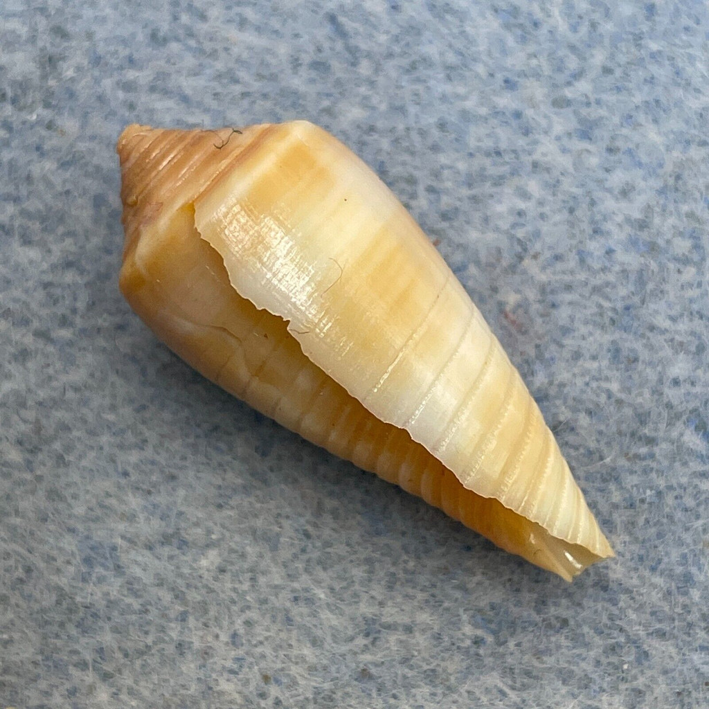 #3 Conus cinereus gubba 27.7mm F+ (Rough Lip) Batangas, Philippines 1966