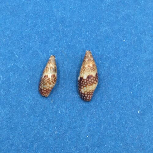 Mitrella Guttata 10-12mm San Carlos Bay Sonora Mexico Under Rocks Columbellidae