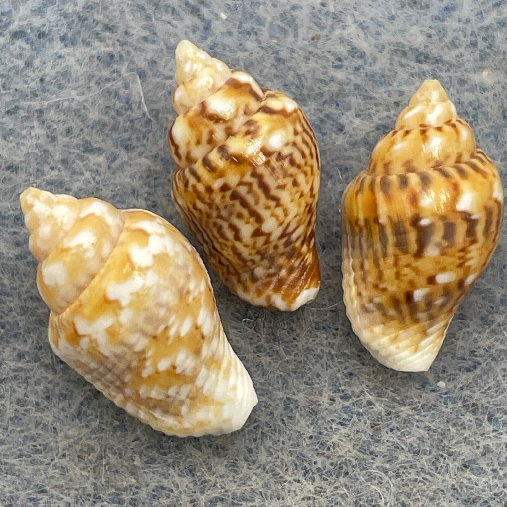 #7 Euplica scripta 12.9-13.9mm F+/++ Samar, Philippines