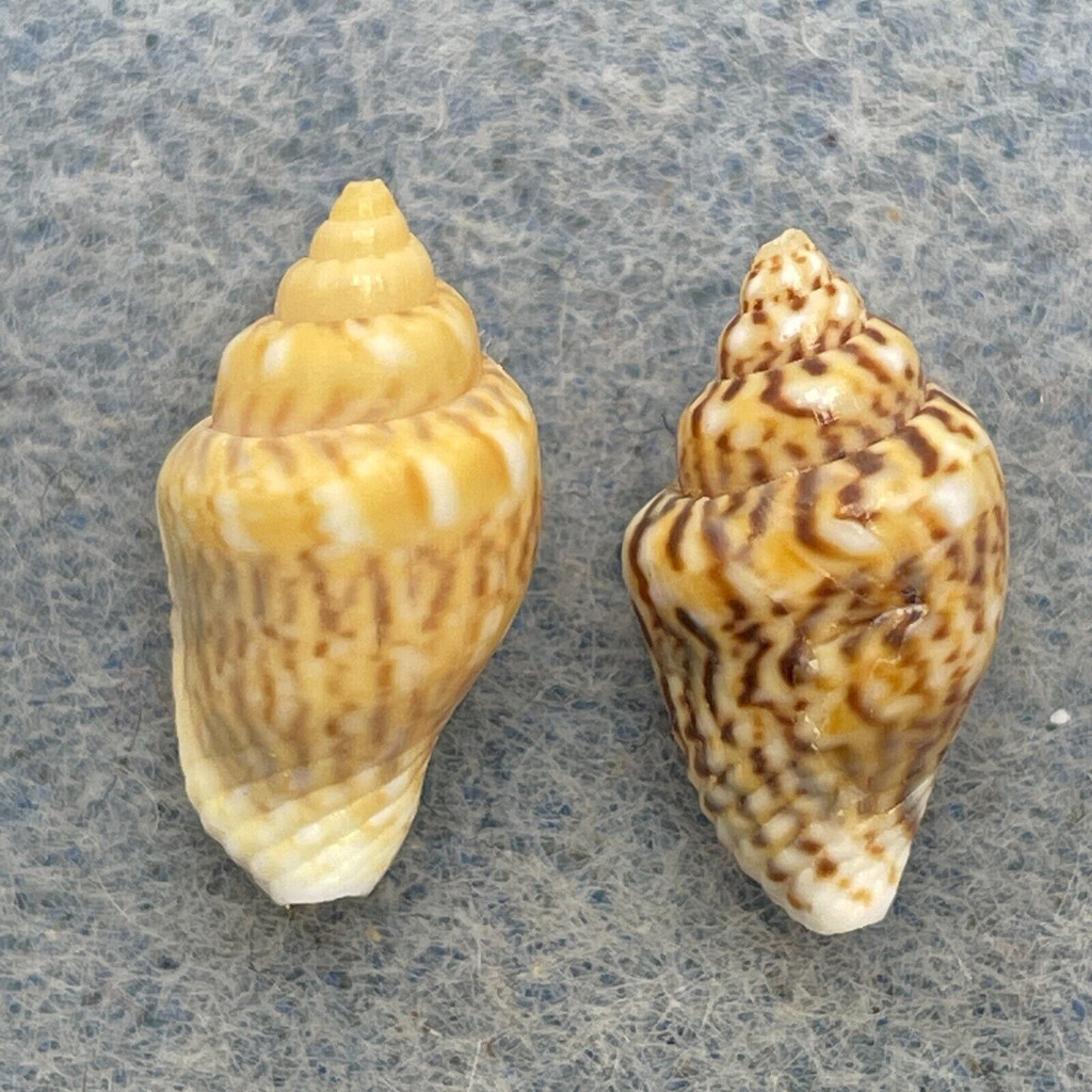 #5 Euplica scripta 13.4-14.1mm F+/++ Samar, Philippines