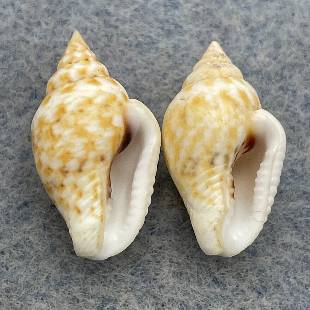 #9 Euplica scripta 17.7-18.6mm F++ Palau