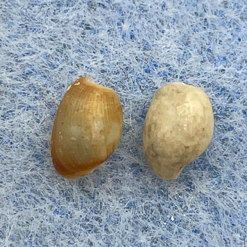 #2 Haminoea hydatis 6-6.2mm F+/++ Melilla, Spain