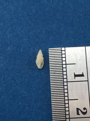 #2 Zafrona Lightfooti 5.4mm Dredged North Natal South Africa Full Data Anachis