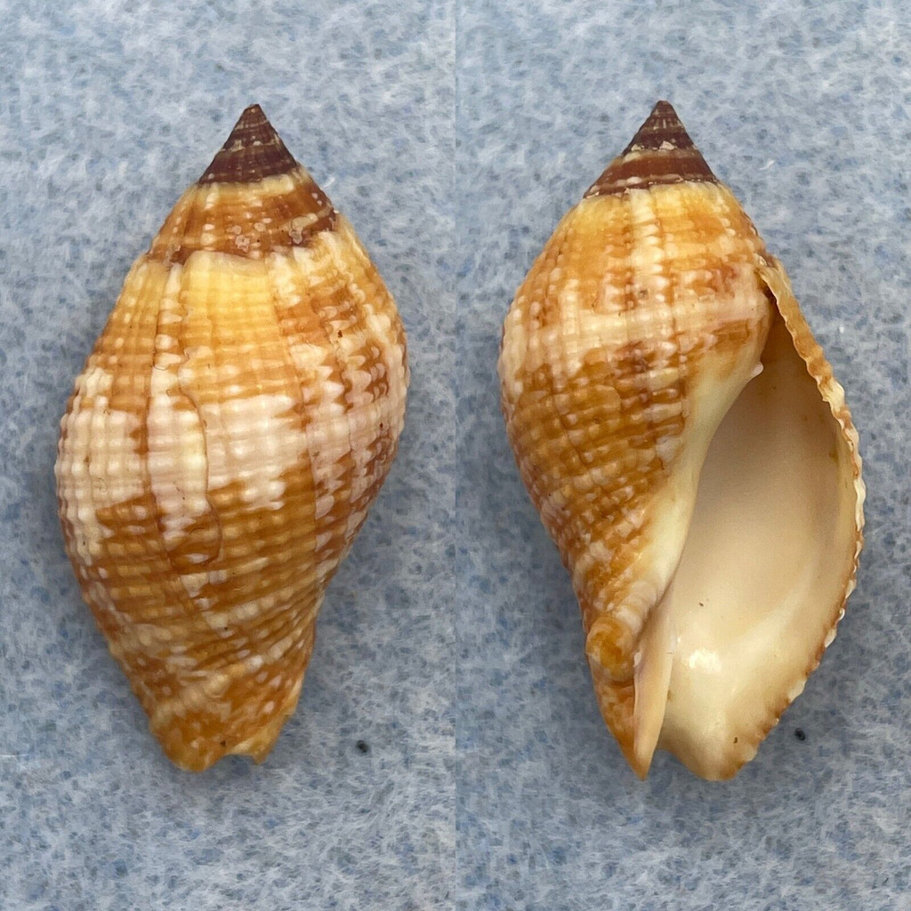 #6 Nassa serta 29.2mm F++ Kwajalein, Marshall Is. Hard-Rock Reef Under Rock