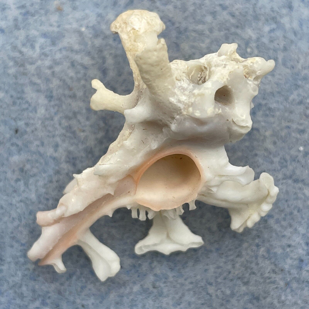 #6 Homalocantha zamboi 37.1mm F+ Punta Engano, Cebu City, Philippines