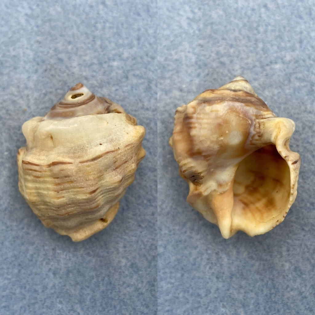 #2 Thais coronata 35mm F Lagos, Nigeria, Inland Mudflats, Low Tide