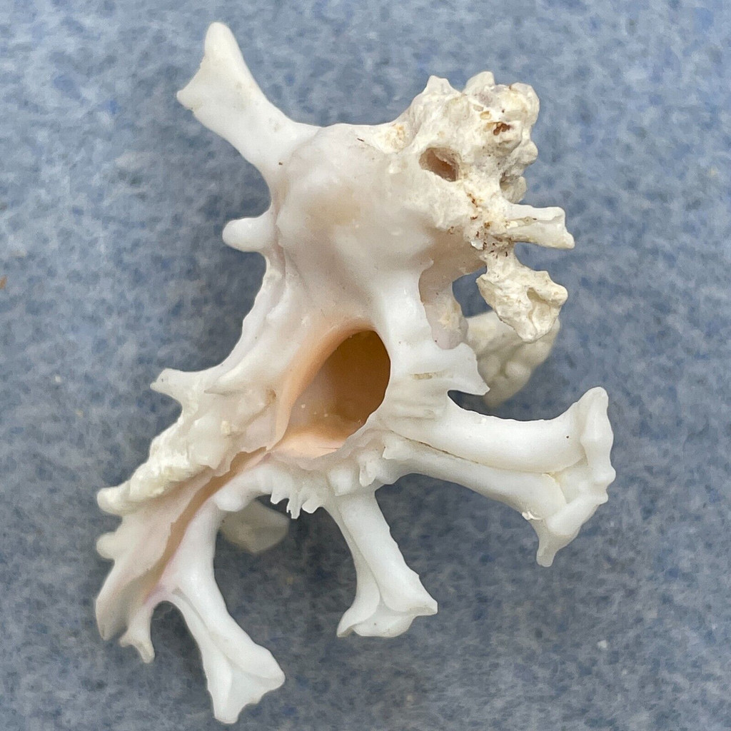 #8 Homalocantha zamboi 35mm F+ Punta Engano, Cebu City, Philippines