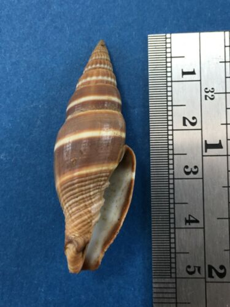 Vexillum Formosense 47mm From Fiji Coast