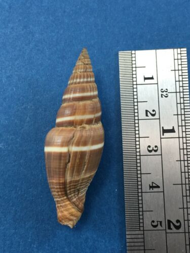 Vexillum Formosense 47mm From Fiji Coast