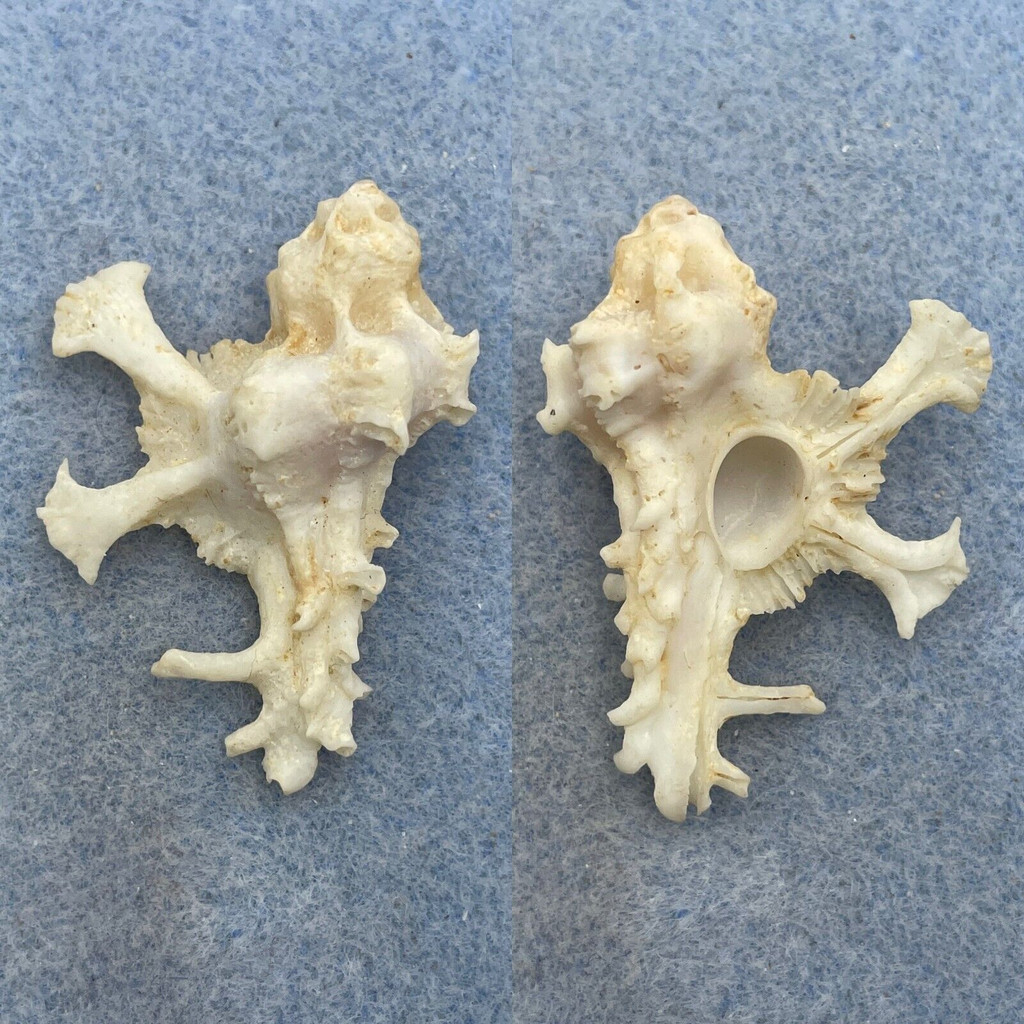 #9 Homalocantha anatomica 41.6mm F+ Central Philippines