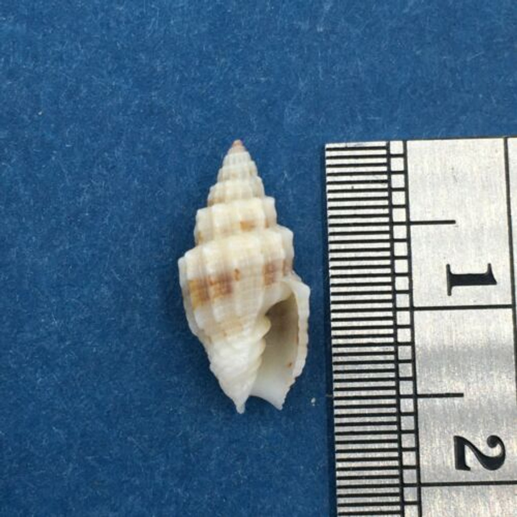 #1 Vexillum Pacificum 15.3mm Kona Coast Hawaii 60'