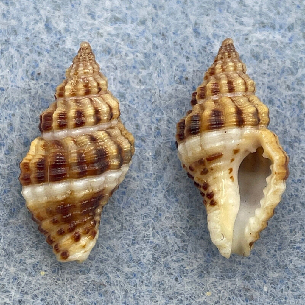 #1 Aplus dorbignyi 16.3mm F++ Denia, Alicante, Spain Buccinidae