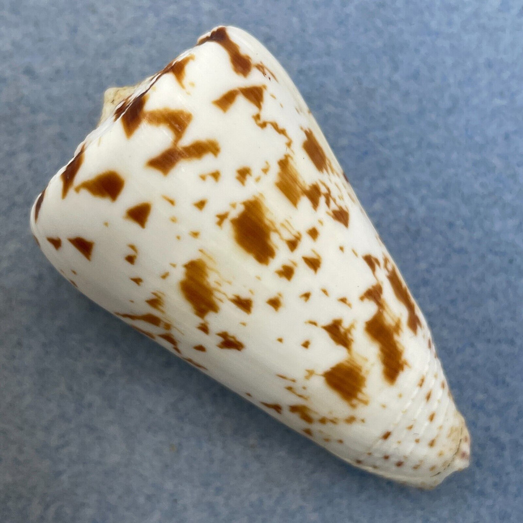 #5 Conus caracteristicus 51.8mm F+ Philippines