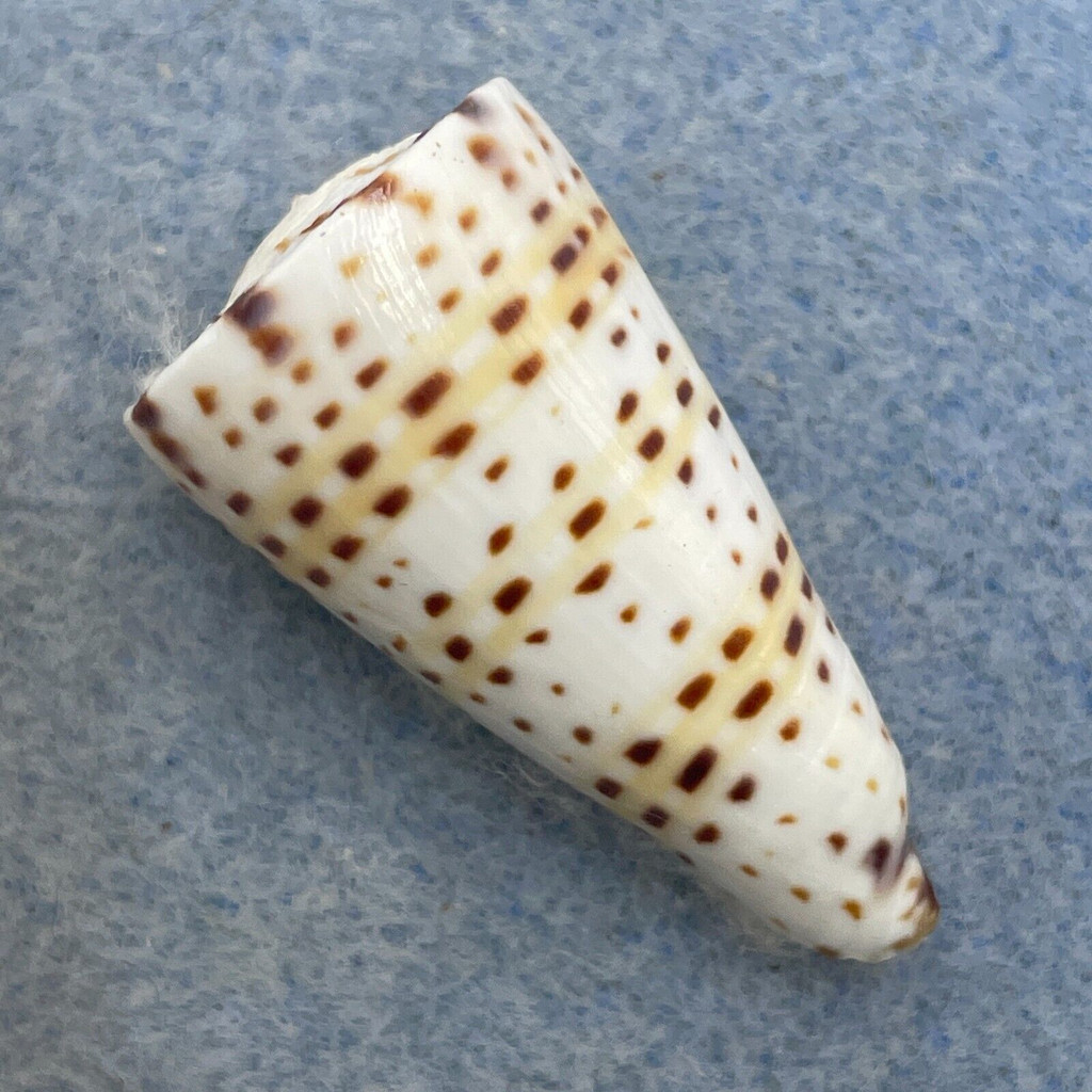 Conus litteratus 30.5mm F+ (Rough Lip) W/Operculum No Data