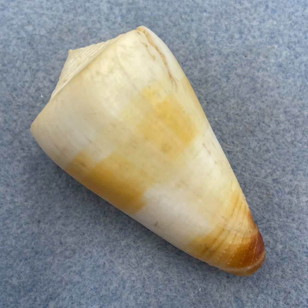 #2 Conus planorbis 52.1mm F+ Cebu, Philippines, 35' By Diver