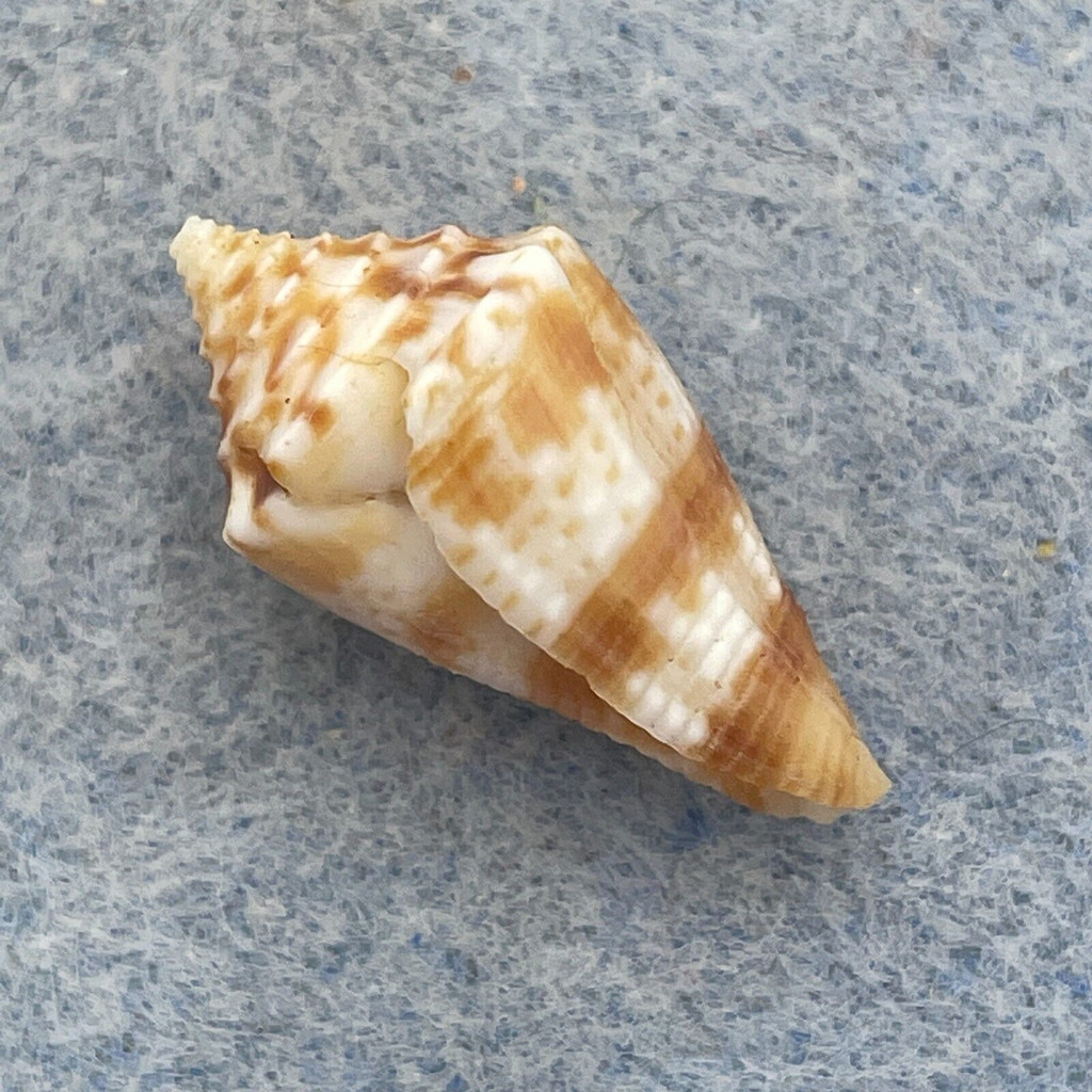 Conus wakayamaensis 22.6mm F+ Trawled, Siguijok Island, Philippines