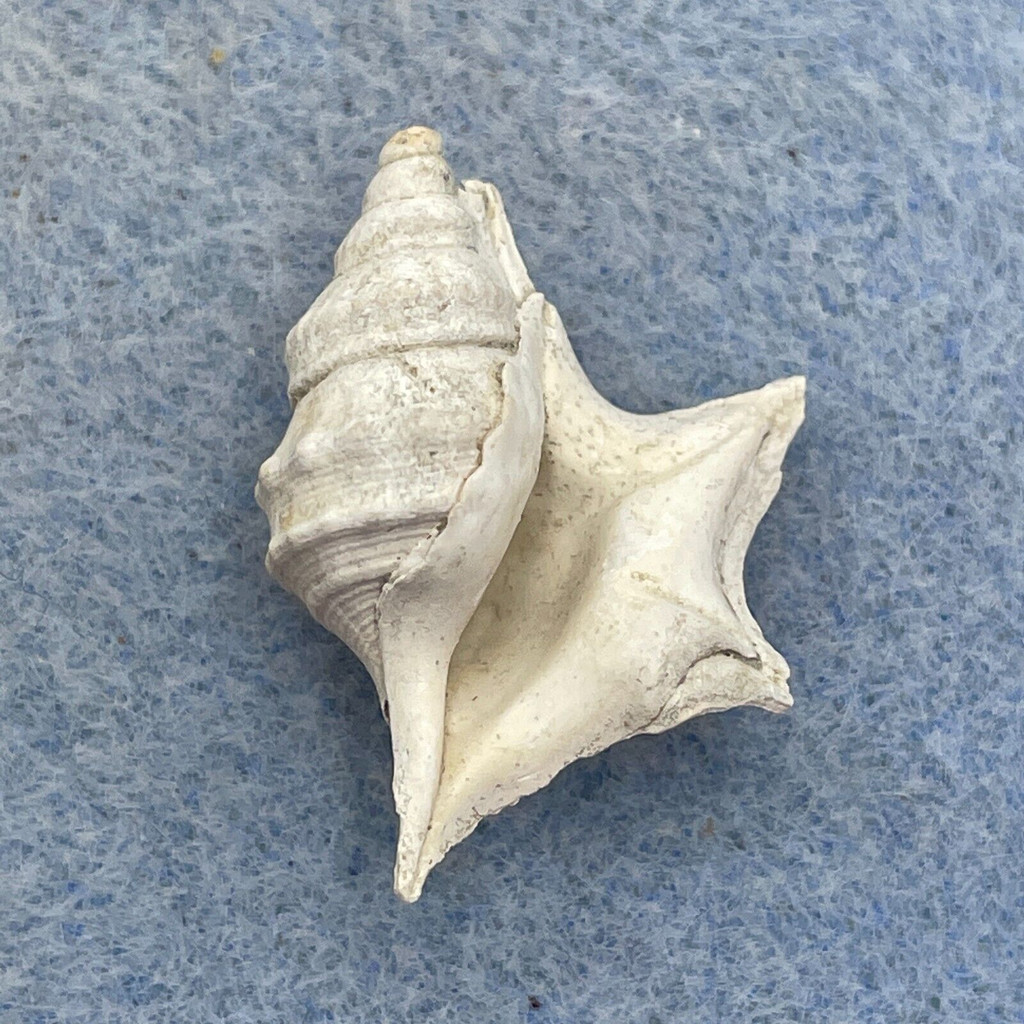 Aporrhais uttingeriana 23mm FOSSIL Pliocene, Piacenza, Italy