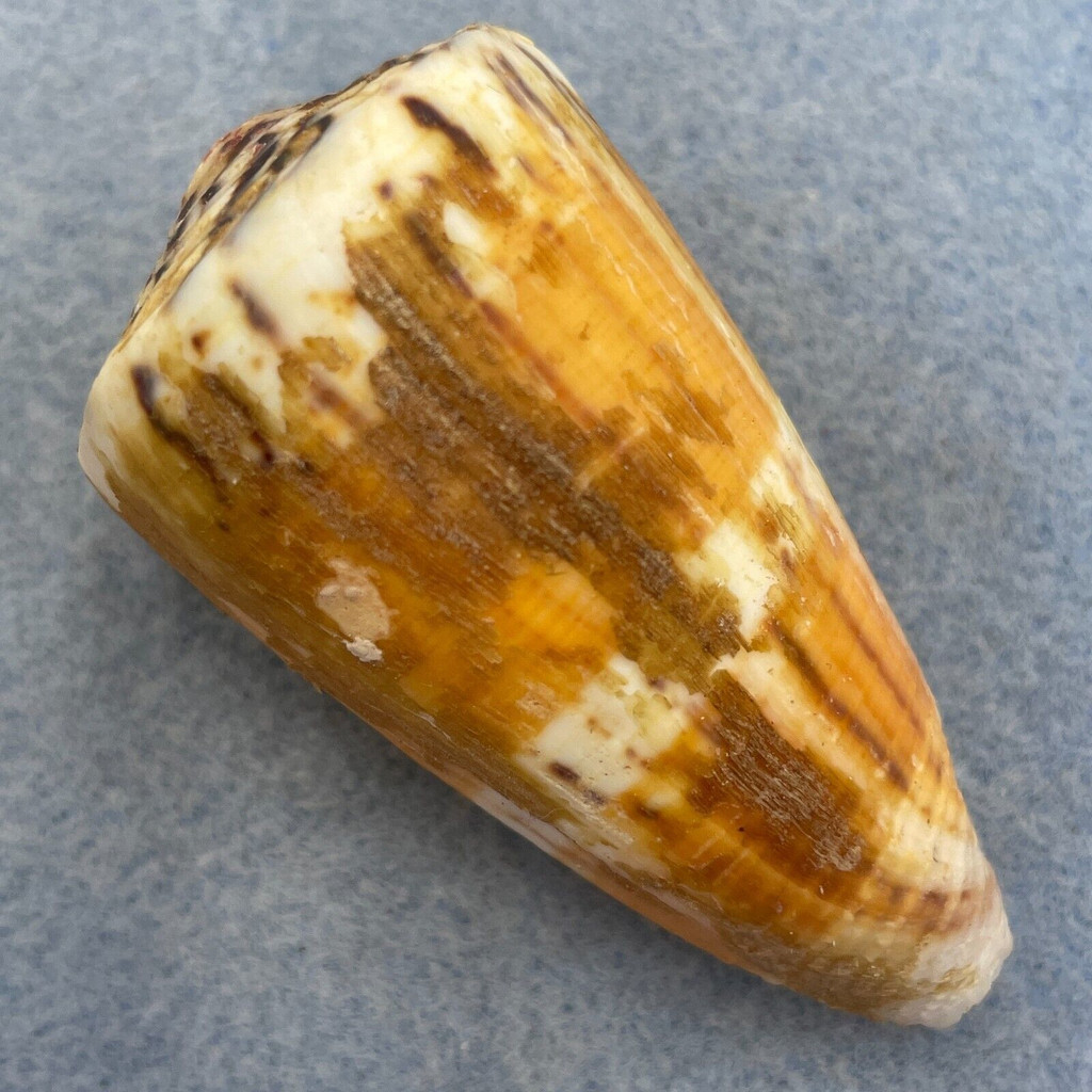 #1 Conus vitulinus 57.2mm F+ W/Perio Nellie Bay, Queensland, Australia