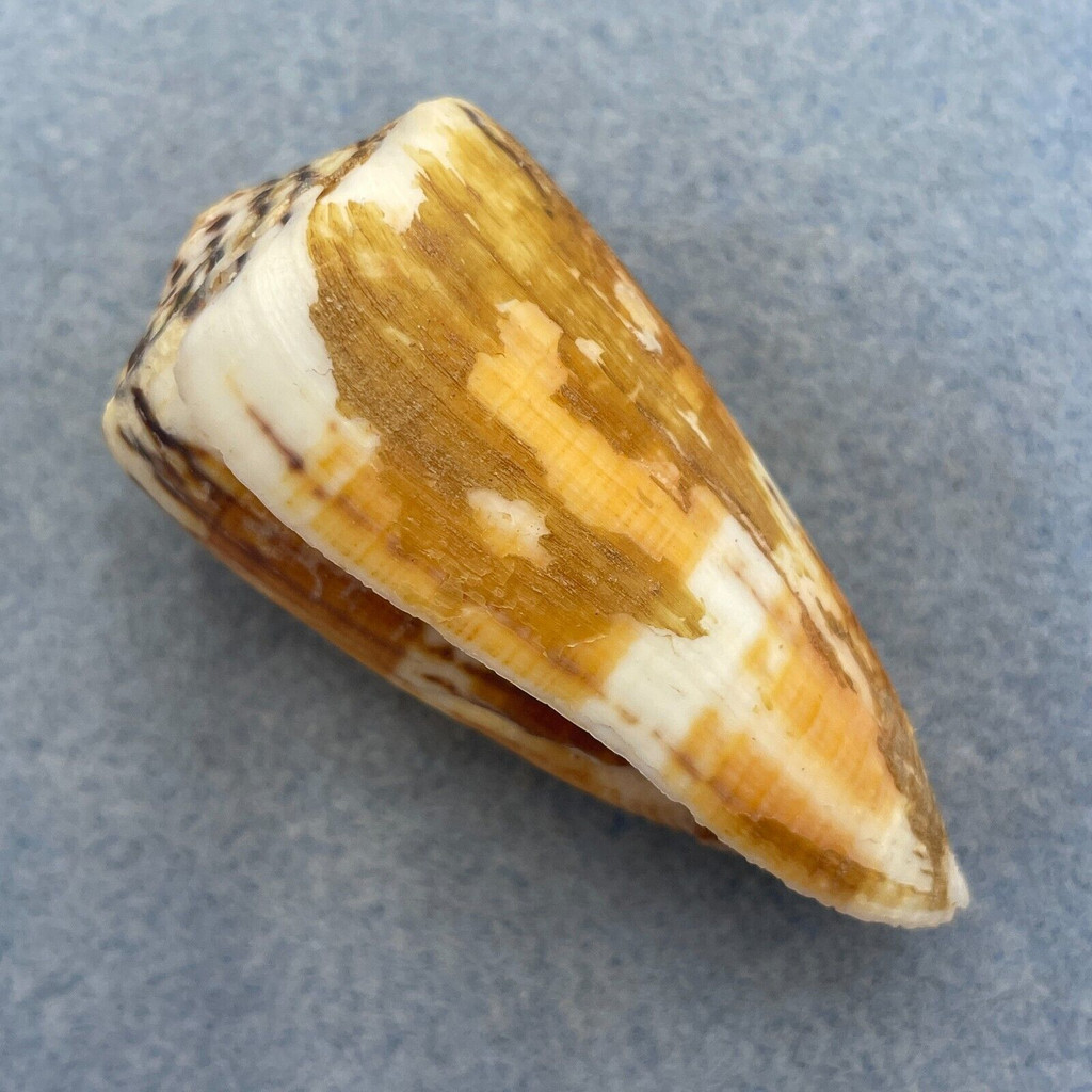 #1 Conus vitulinus 57.2mm F+ W/Perio Nellie Bay, Queensland, Australia