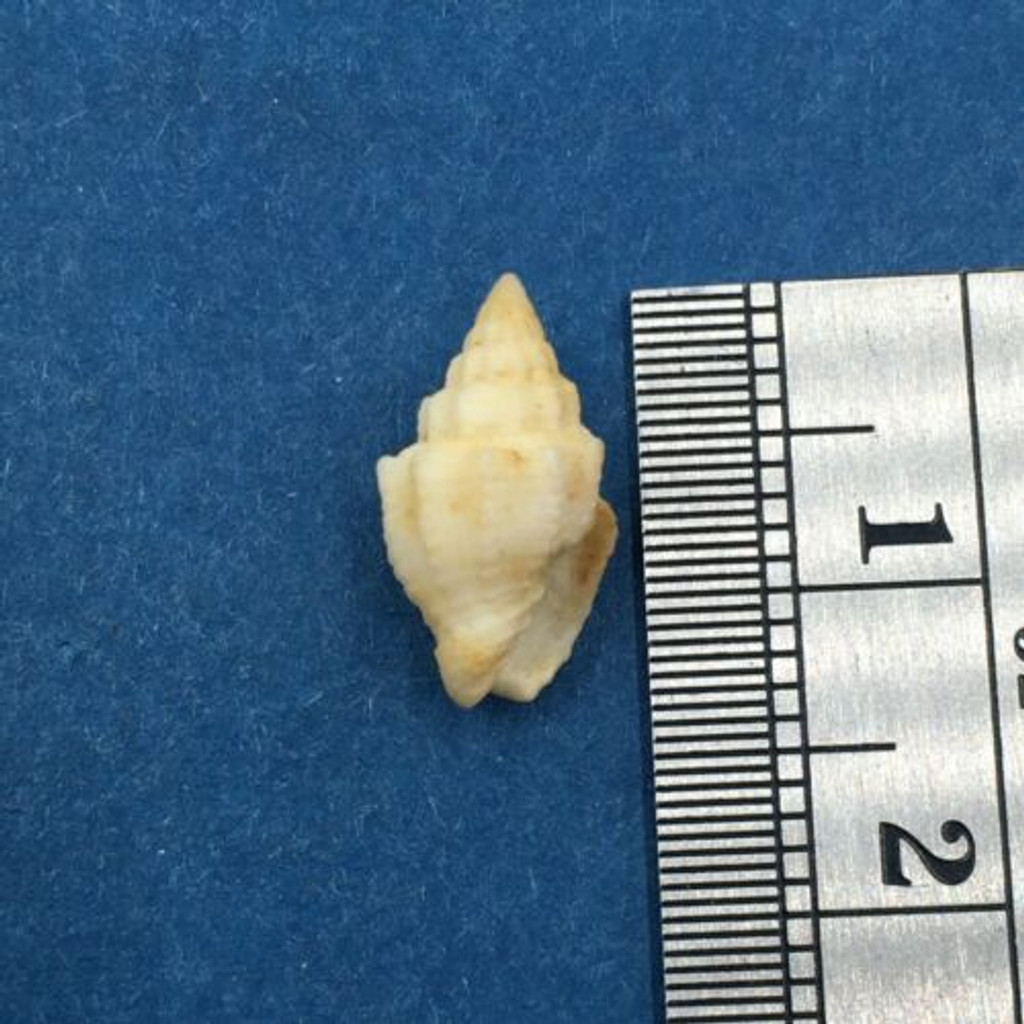 #4 Vexillum Pacificum 13.1mm Aliwal Shoal South Africa Scuba 60' On Hard Reef