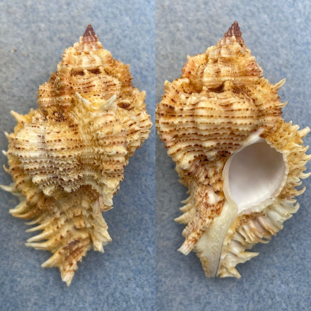 #10 Chicomurex superbus 56.1mm F++ No Data