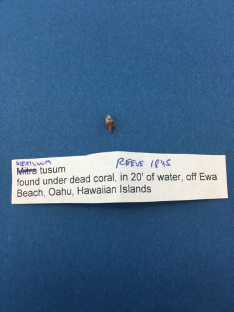 Vexillum Tusum 6.69mm Microshell Uncommon Hawaii Form Full Data