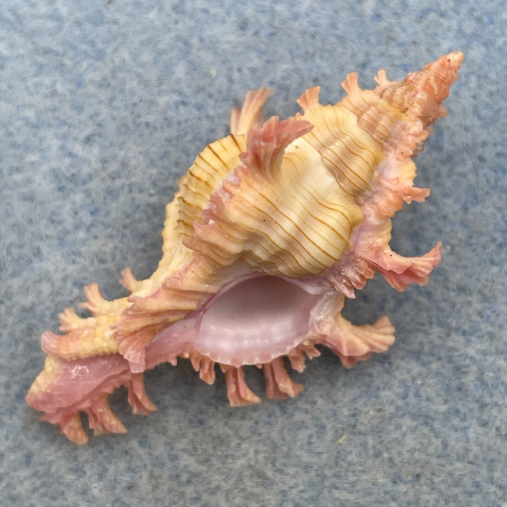 #5 Chicoreus nobilis 41.1mm F++ No Data