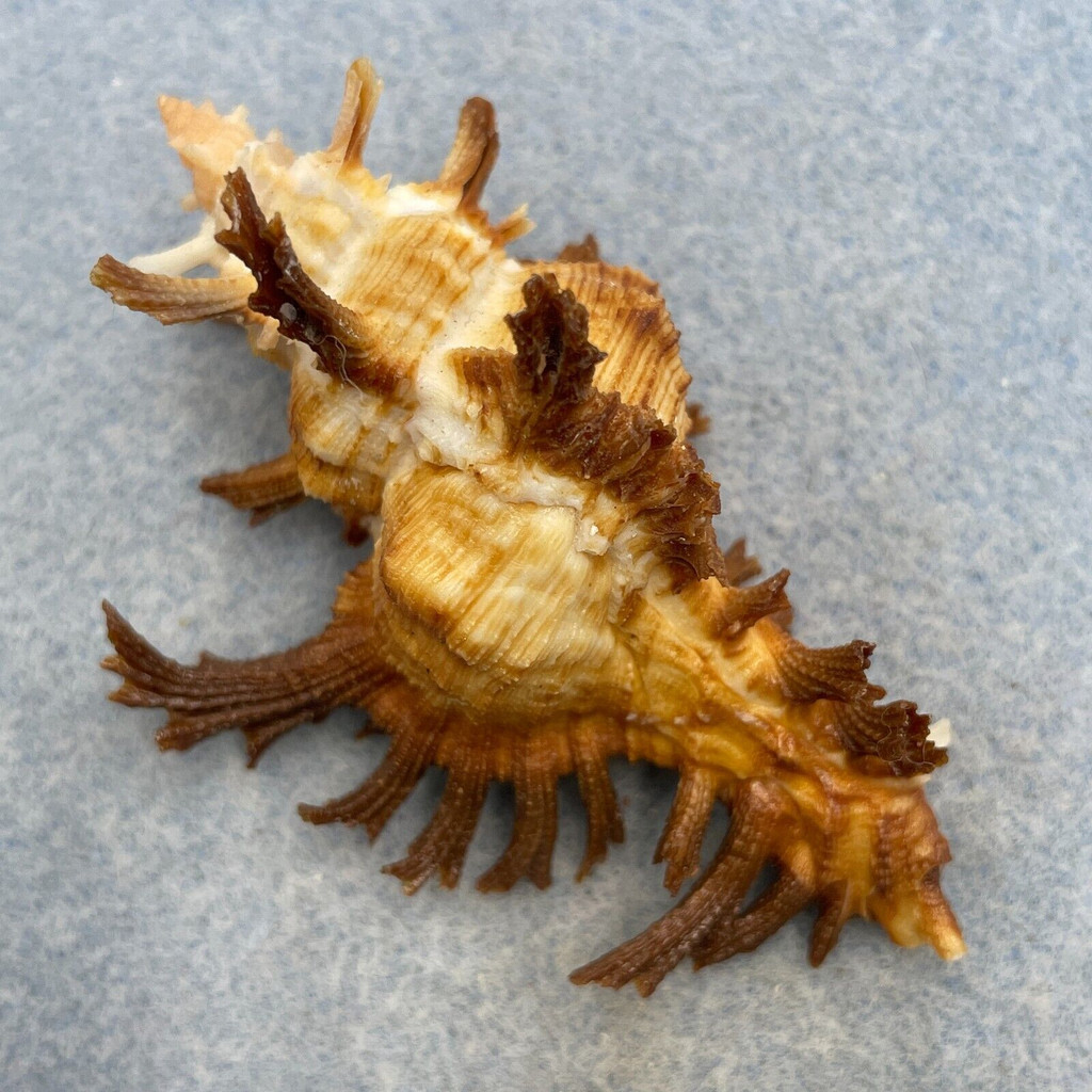 #1 Chicoreus banksii 64.2mm F+/++ Tangle Net, 100fms Mactan Is. Philippines