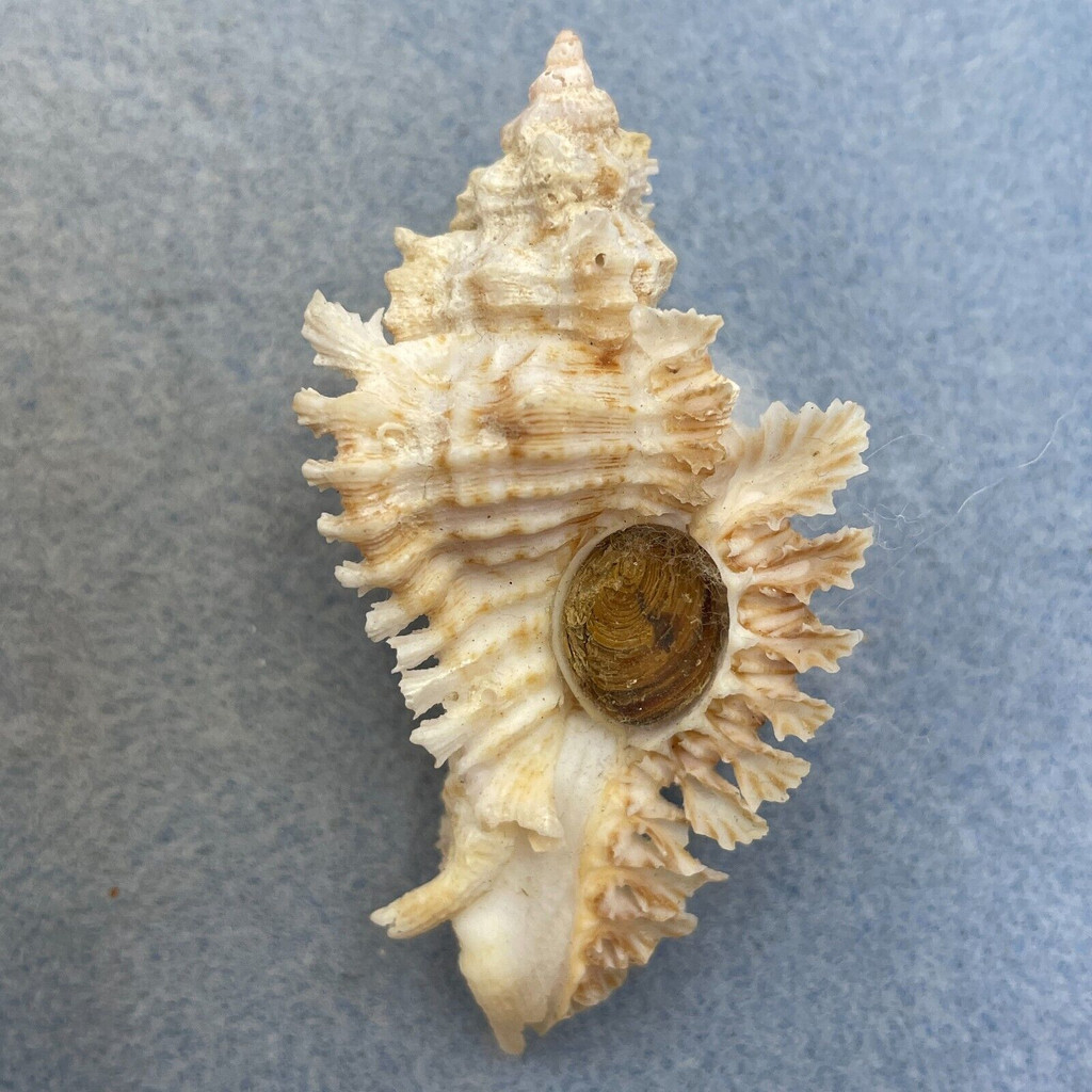 #6 Chicoreus florifer 63.5mm F+ W/O Isle Of Capri, Florida In Crab Pot 30'