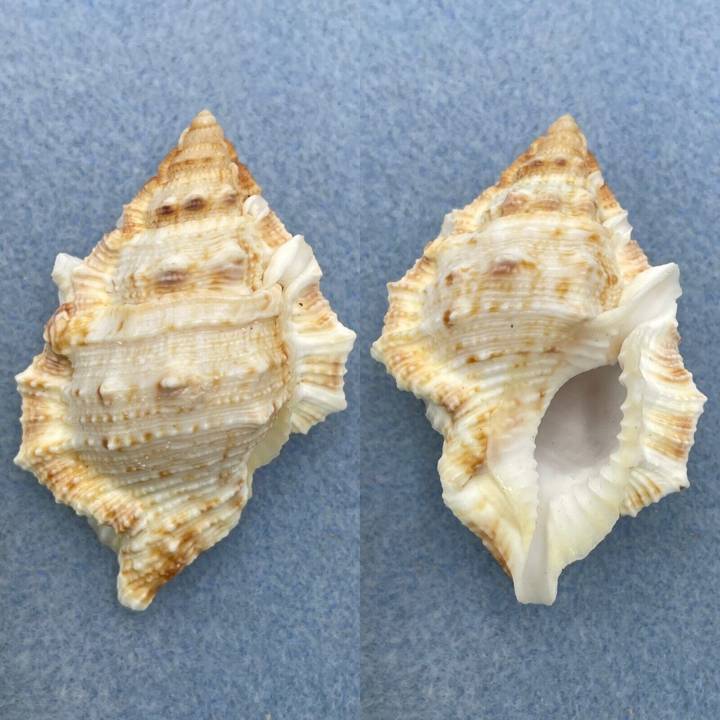 #8 Bursa (Bufonaria) nobilis 49.1mm F++ Bohol Is. Philippines 8-10' In Rubble