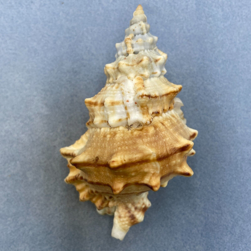 Tutufa boholica 114.1mm F+ Bohol, Philippines