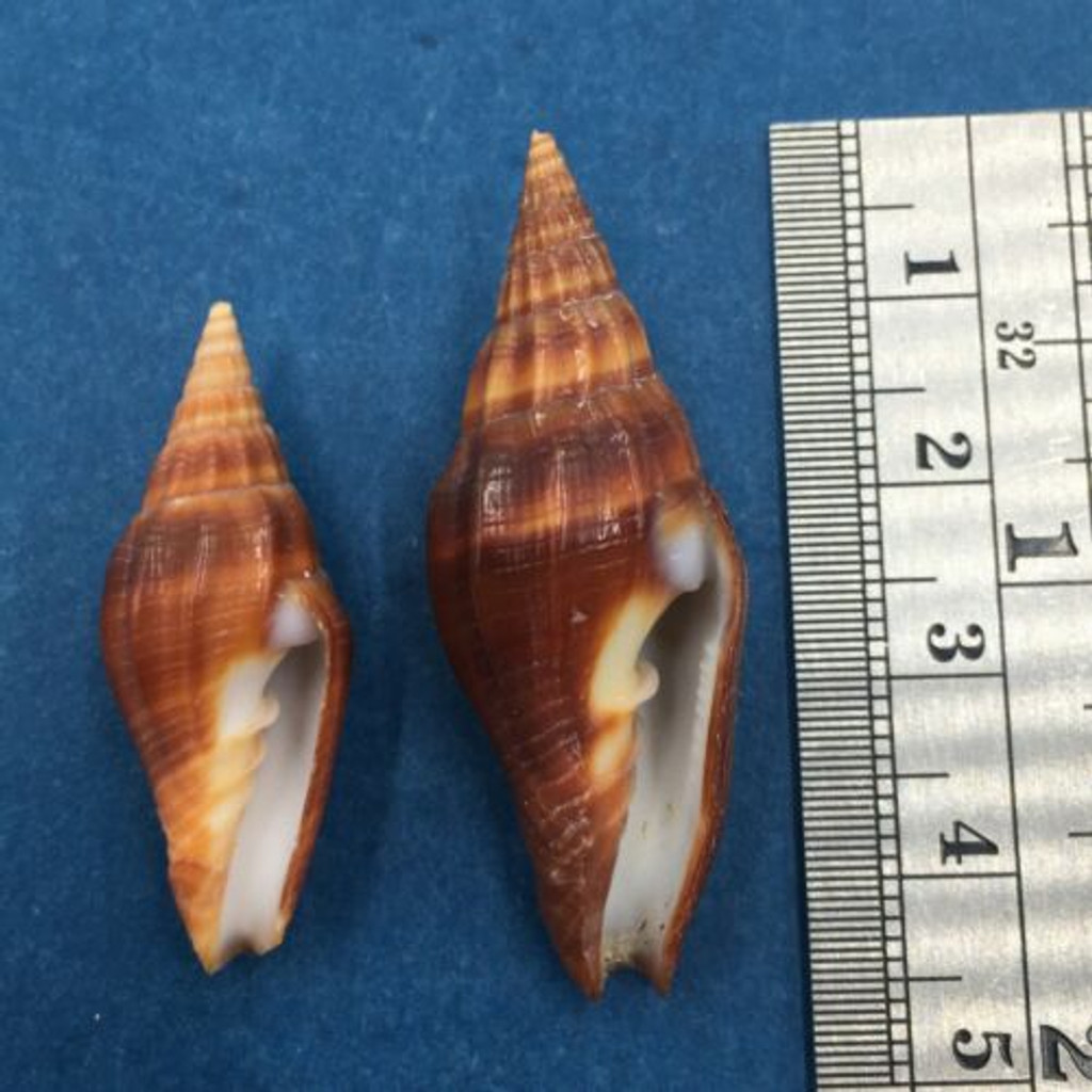 #1 Vexillum Vulpecula Set x2 33-42.5mm Cairns Queensland Australia On Sand 5-10m