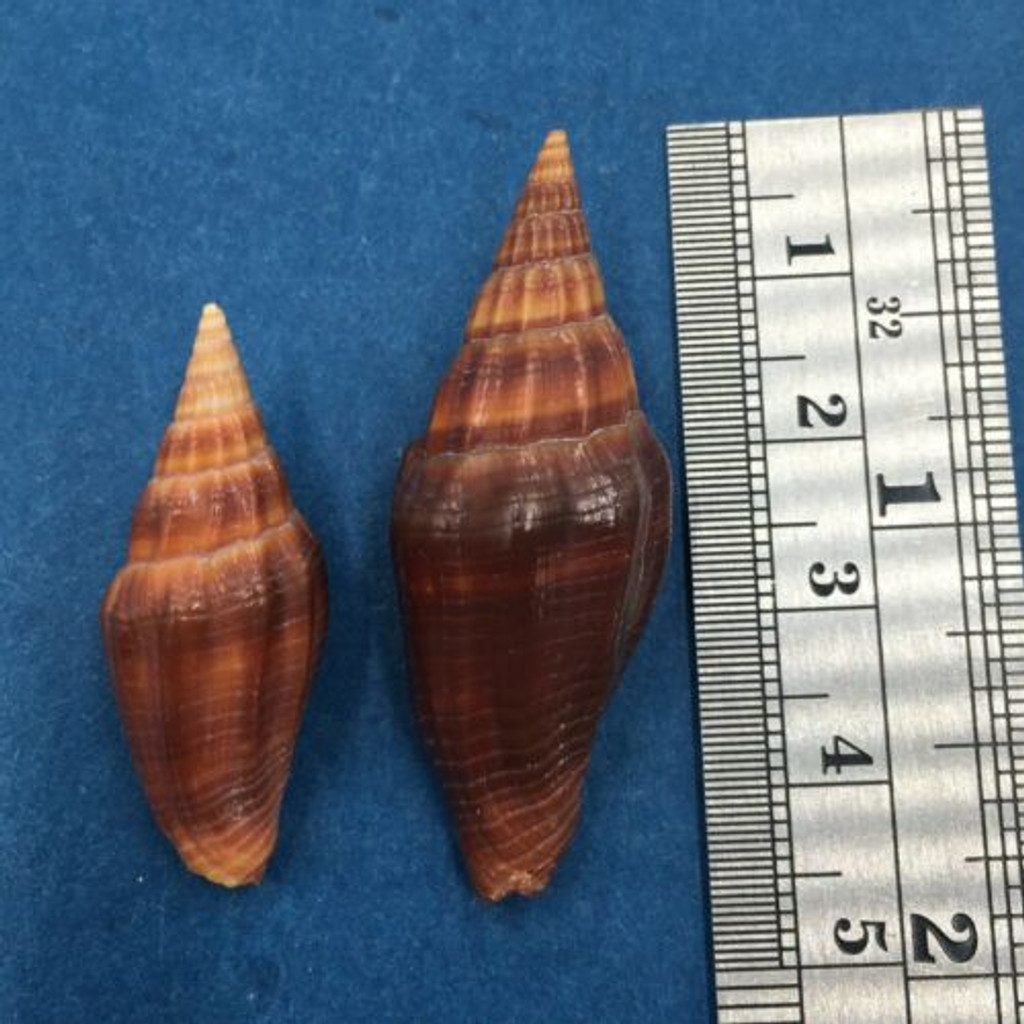 #1 Vexillum Vulpecula Set x2 33-42.5mm Cairns Queensland Australia On Sand 5-10m