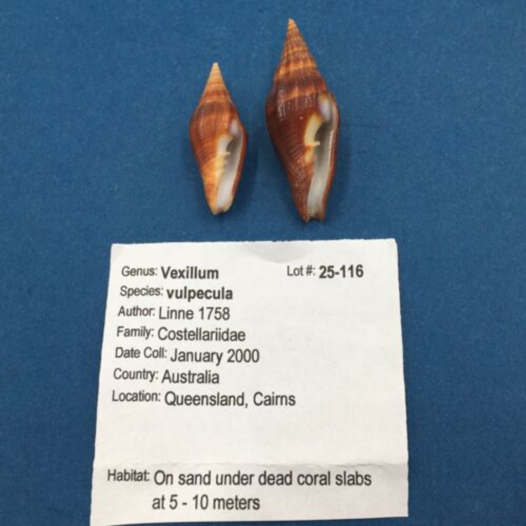 #1 Vexillum Vulpecula Set x2 33-42.5mm Cairns Queensland Australia On Sand 5-10m
