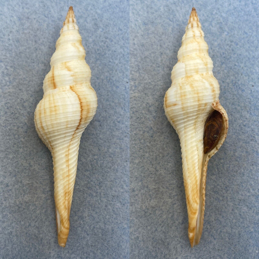 #4 Fusinus dilectus mm Gem W/O Goajira Peninsula, Colombia 20-30fms