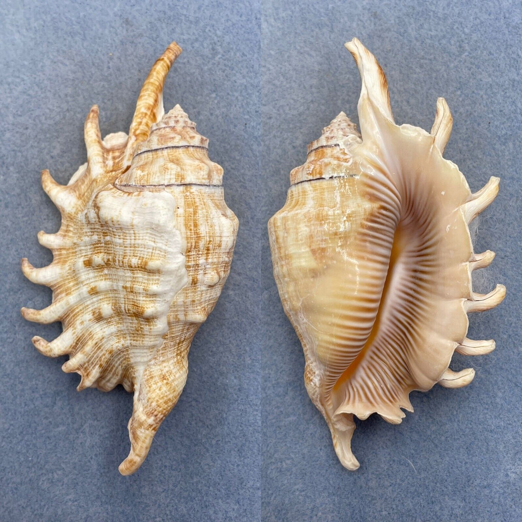 #9 Lambis millipeda 115.7mm F+ No Data