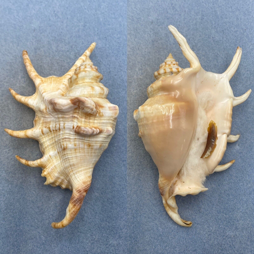 #13 Lambis lambis 113mm F++ W/O Siasi Sulu, Philippines 15-20' On Reef