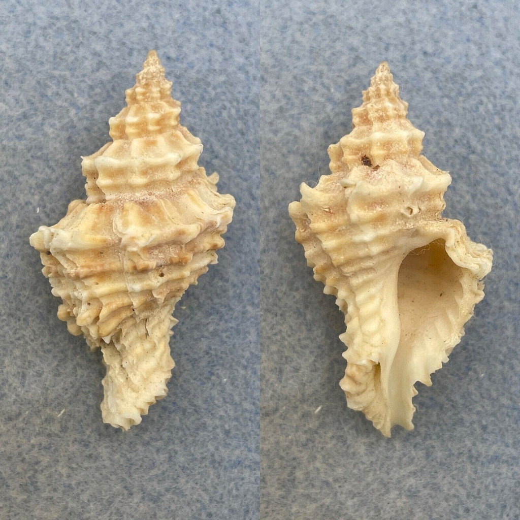 #4 Lataxiena fimbriata 41.1mm F+ Philippines Muricidae