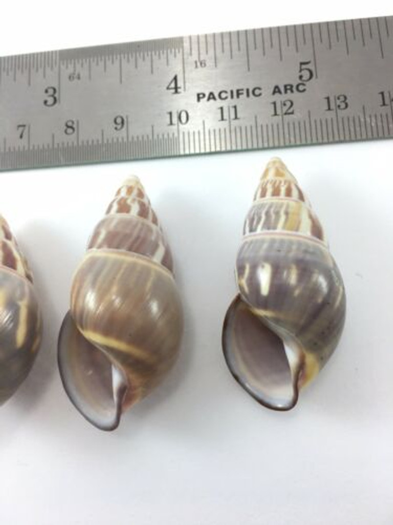 #6 Amphidromus Everetti 5 Pc Lot Landsnail Specimen Shell Philippine 40.4-44.5mm
