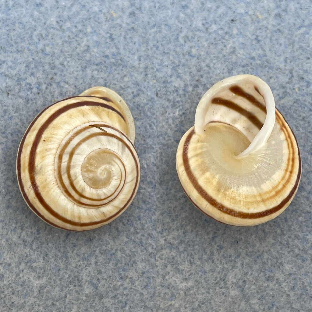 Obba bigonia 22.6mm F+ (Hole) Sulu Is. Philippines, In Forest Camaenidae