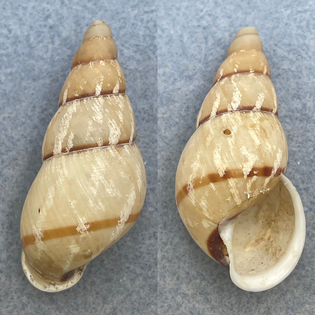 Dolichostyla calobapta 44.1mm F+ (Hole) Sibuyan Island, Philippines