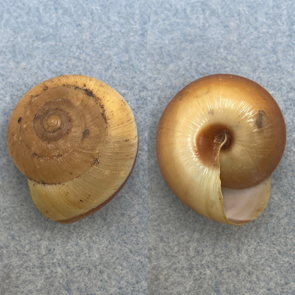 #2 Hemiplecta humphreysiana 31.8mm F+ No Data Ariophantidae