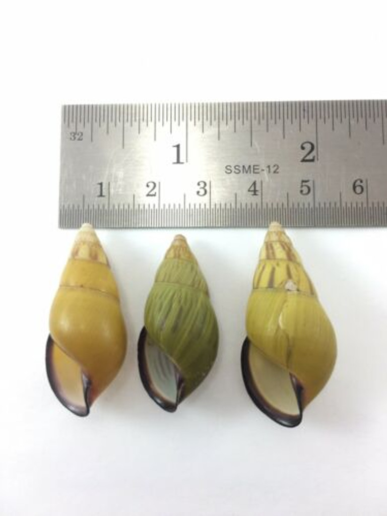 #21 Amphidromus Noriokowasoe Lot Of 3 Land Tree Snail Shell Vietnam 32.2-36.6mm