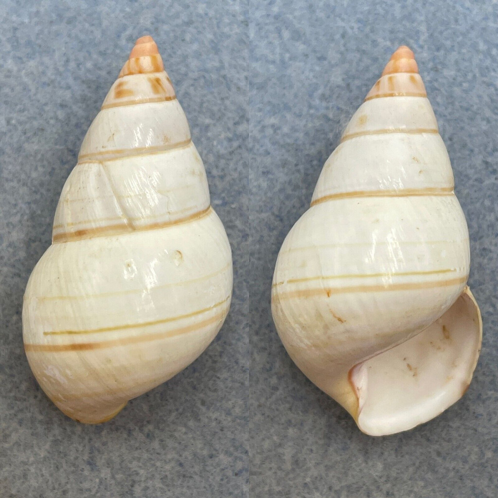 #16 Liguus fasciatus elegans 45.8mm F++ Atoll Hammock, Florida