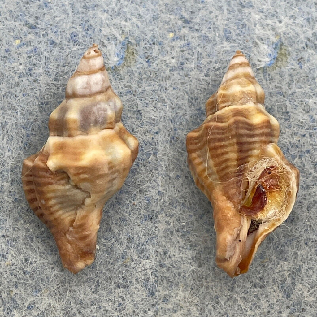 #5 Bedeva paivae 21mm F+ W/O Dingo Beach, Qld, Australia, Under Rocks, Low Tide