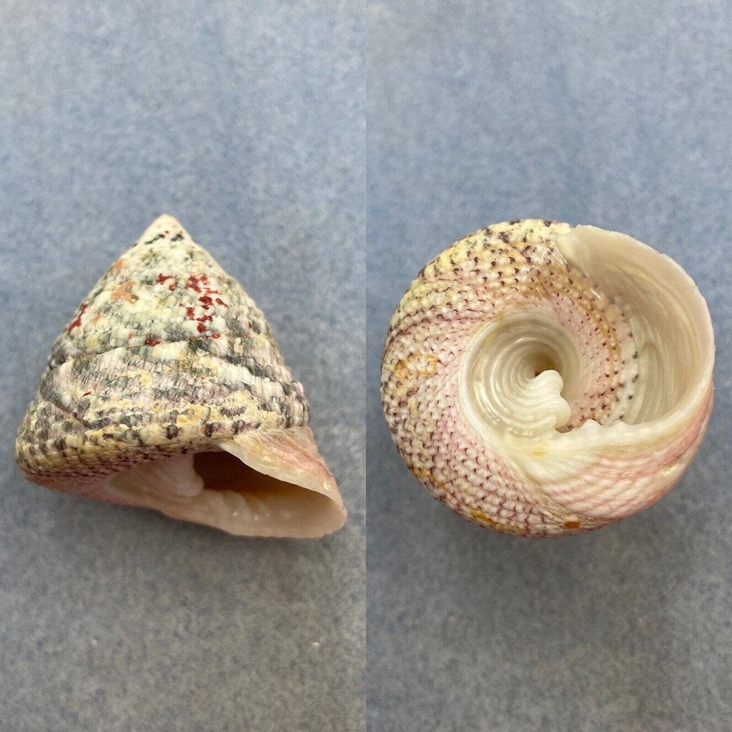 #6 Trochus maculatus 45.2mm F+ No Data