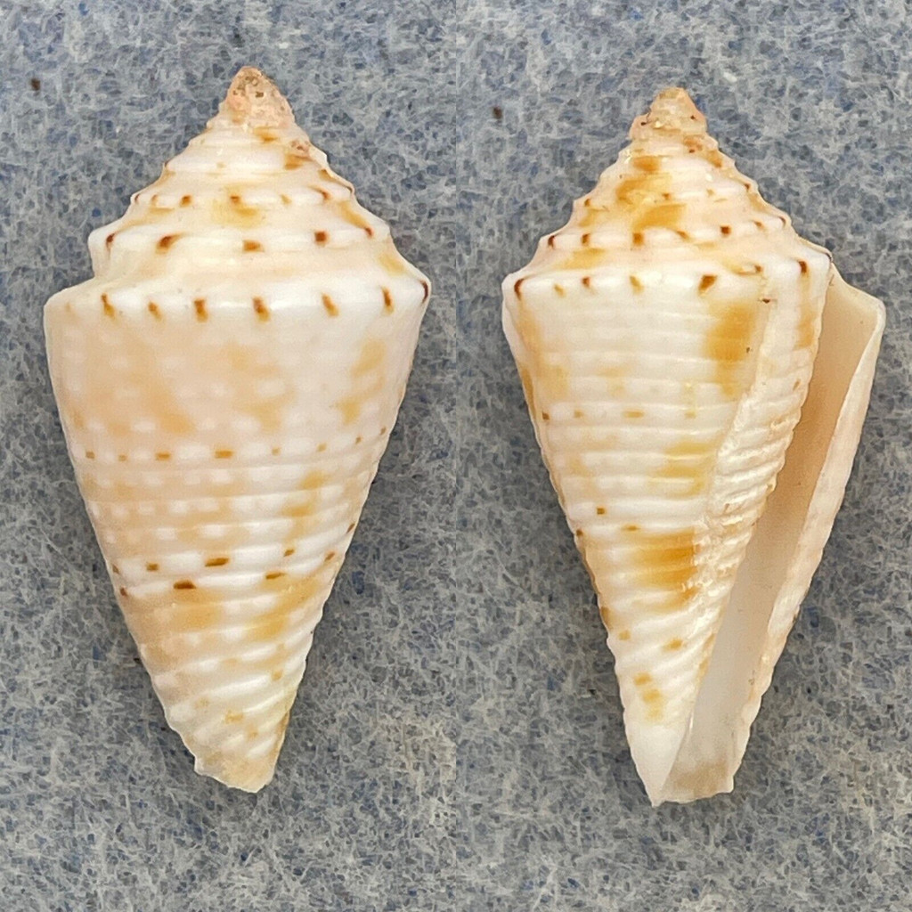 #2 Conus memiae 22.4mm F+ Trawled Off Southern Japan