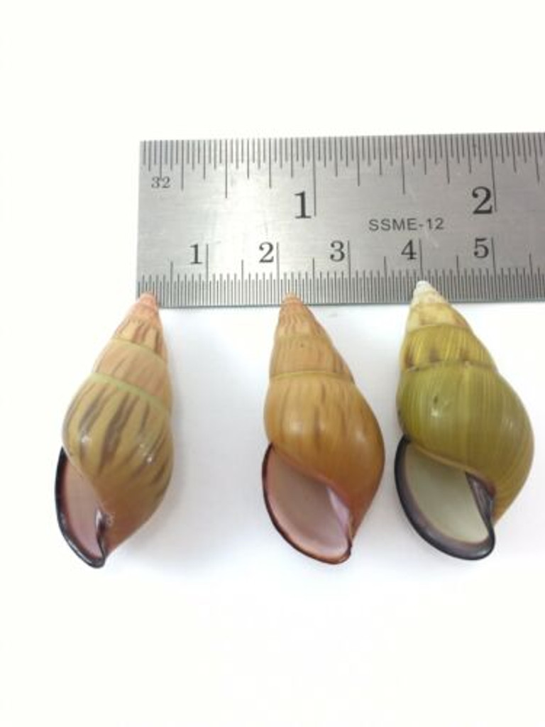 #36 Amphidromus Noriokowasoe Lot Of 3 Land Tree Snail Shell Vietnam 35.7-36mm