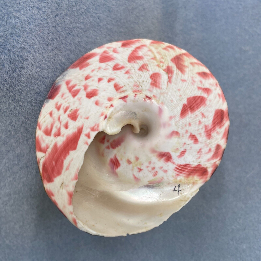 #2 Trochus niloticus 77.2mm F+ Trawled, Bohol, Philippines